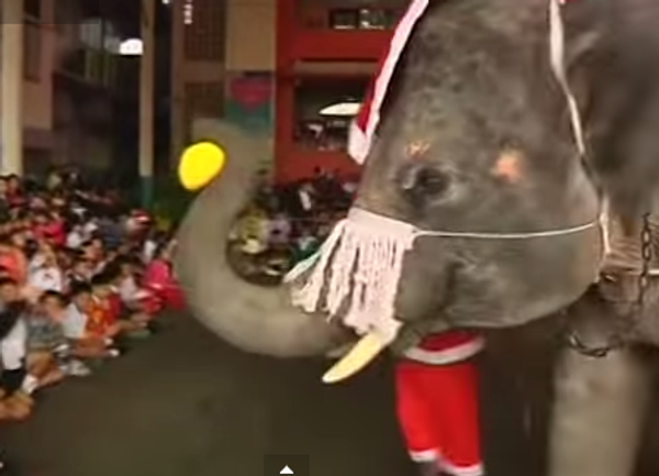 Слоны в роли Санта Клауса