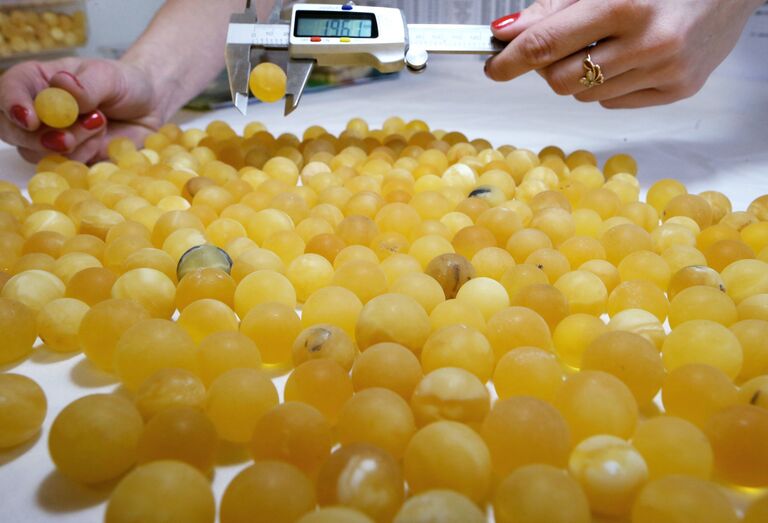 Производство изделий из янтаря на Калининградском янтарном комбинате. Архивное фото Производство изделий из янтаря на Калининградском янтарном комбинате. Архивное фото