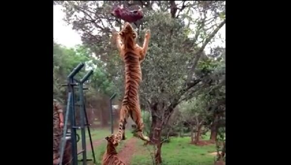 Прыжок тигра. Кадр из видео на YouTube.