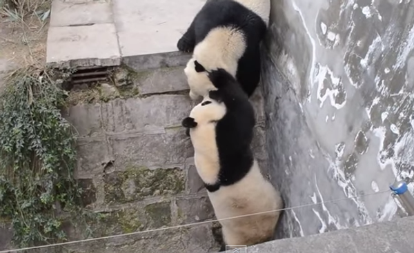 Дерзкие кунг-фу панды