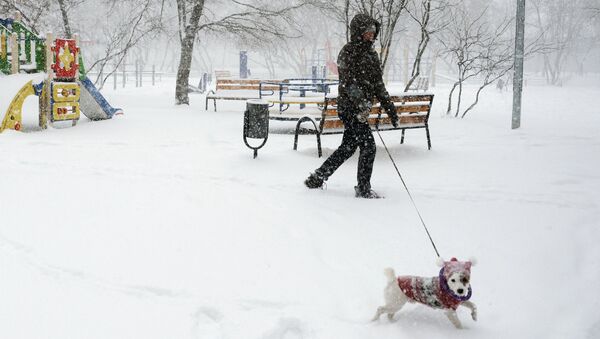 Горожанин выгуливает собаку в Москве. Архивное фото