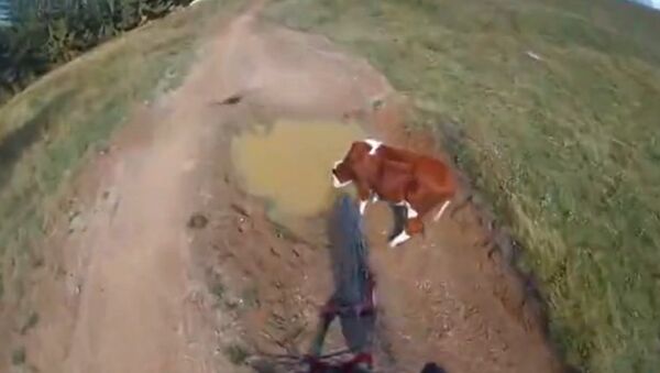 Велосипедный трюк: затяжной прыжок через корову