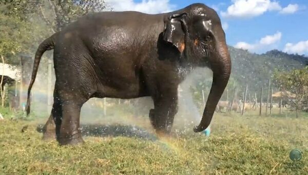Водные процедуры, или Слон принимает душ
