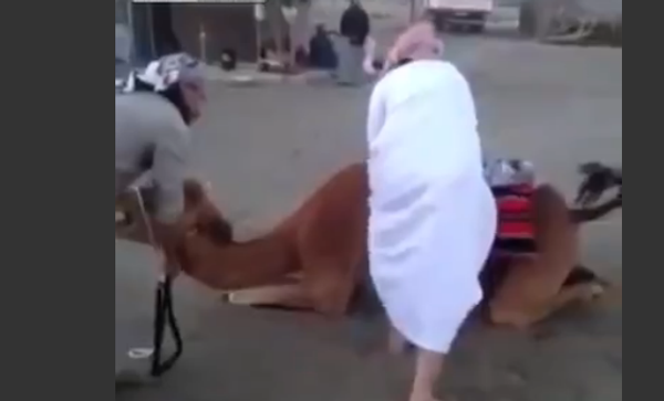 Оседлать верблюда нелегко