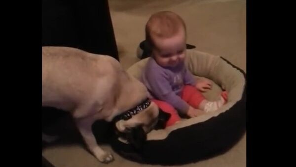 Собака и ребенок: битва за лежанку. Кадр из видео.