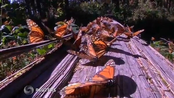 Миграция бабочек: миллионы рыжих монархов украсили собою лес