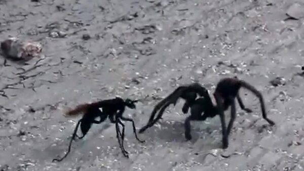 Борьба в партере: тарантул против шершня, Кадр из видео на Youtube