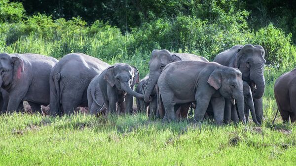 Слоны в Таиланде. Архивное фото