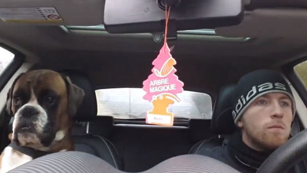Когда штурману хочется спать: пес дремлет на переднем сидении машины