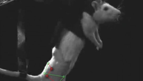 Парализованная крыса с нейроимплантатом ходила в лаборатории в Лозанне