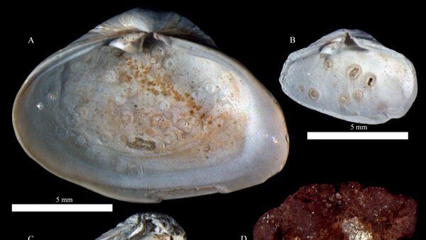 Раковины двустворчатых моллюсков со следами паразитических червей трематод