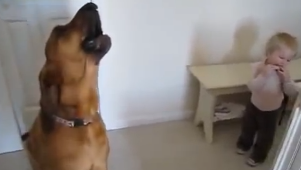 Спелись: собака исполняет соло под музыку губной гармошки