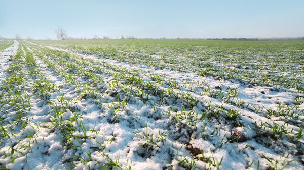 Пшеничное поле в начале зимы. Архивное фото
