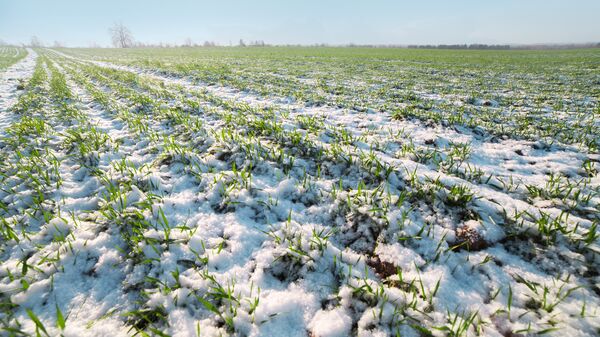 Глава Гидрометцентра оценил состояние озимых посевов на середину зимы