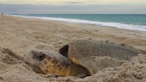 Головастая морская черепаха. Архивное фото