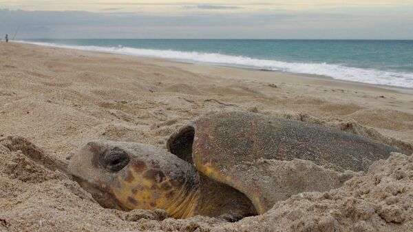 Головастая морская черепаха откладывает яйца на одном из пляжей Флориды