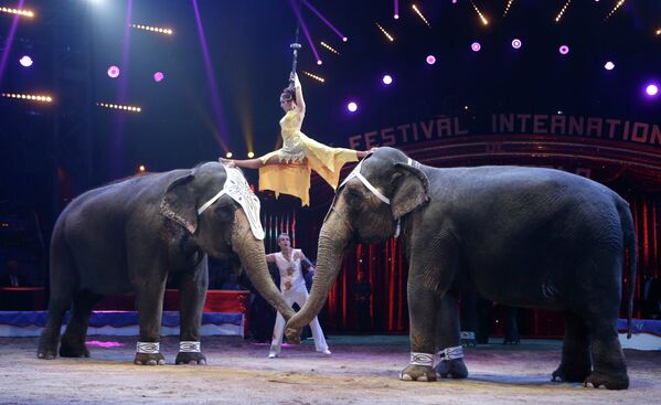 Итальянский дрессировщик слонов Элвис Эррани на цирковом фестивале в Монте-Карло