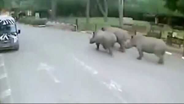 Вы не пройдете, непослушные носороги