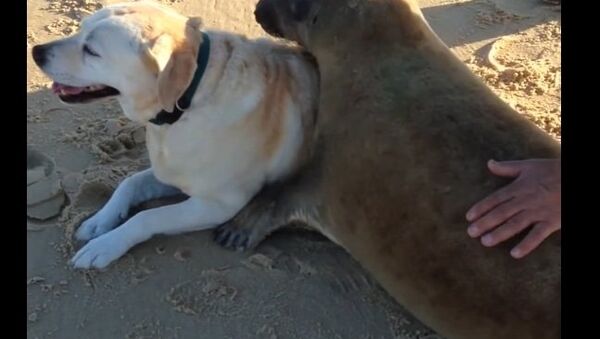 Трогательная дружба тюленя и собаки