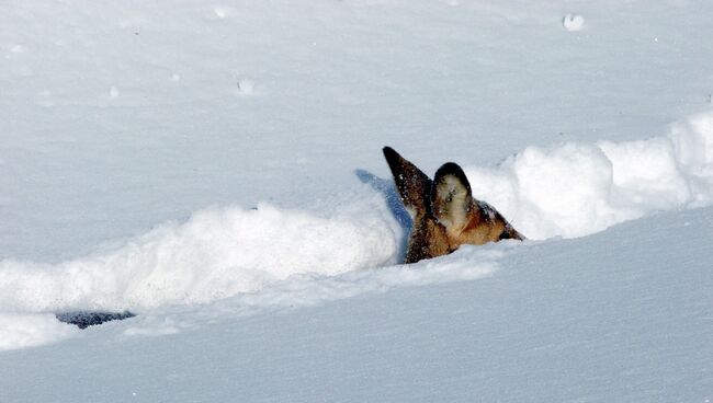Животные во время снегопадов на Дальнем Востоке