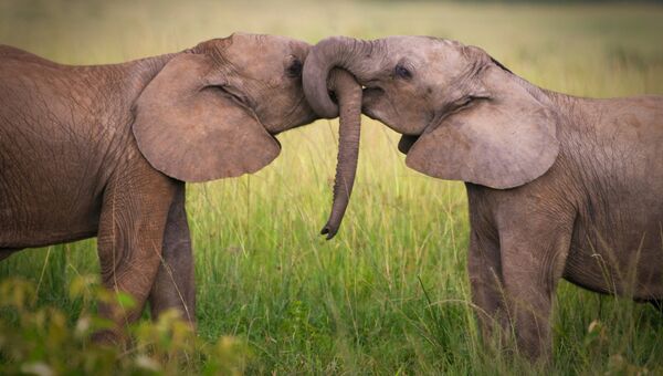 Пара слонов. Архивное фото