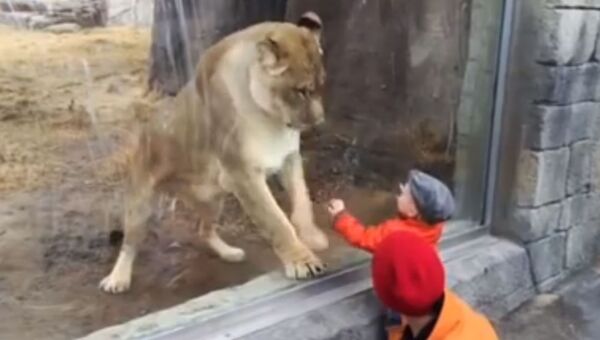 Львица в зоопарке рвется поиграть с ребенком через стекло