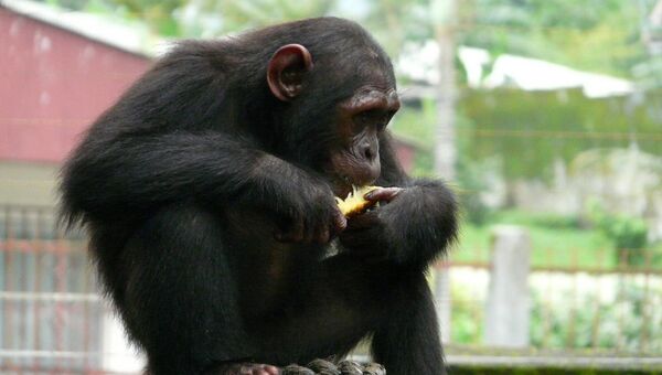 Нигерийско-камерунские шимпанзе могут стать одним из первых подвидов приматов, исчезнувшим из-за климатических изменений