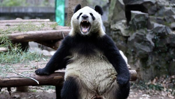 Гигантская панда зевает в зоопарке Ханчжоу, 15 января 2015