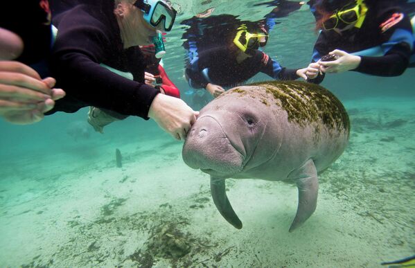 Magical Manatees - YouTube