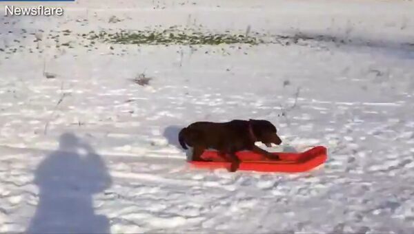 Снежные соревнования для собак