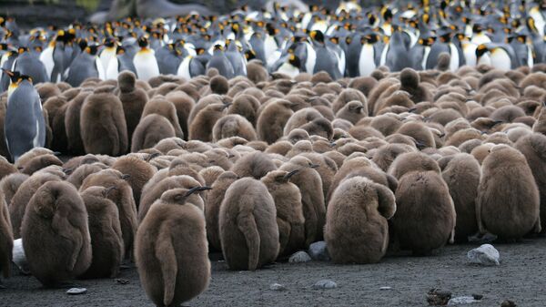 Птенцы колонии королевских пингвинов в Антарктиде