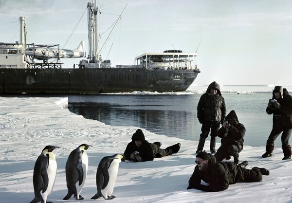 Моряки ледокола Обь фотографируют пингвинов в Антарктиде