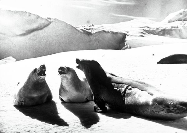 Тюлени в Антарктиде