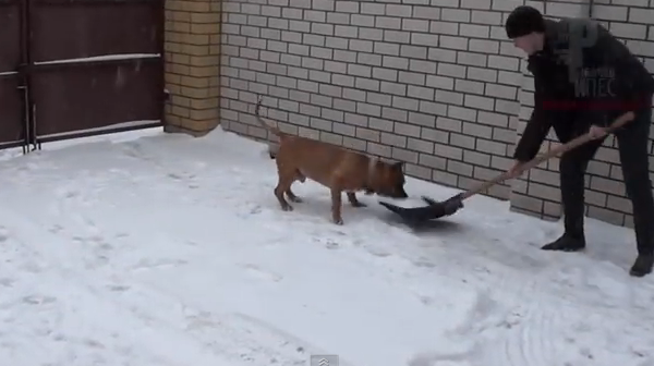 Собака помогает убирать снег