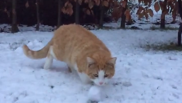 Кот, который ловит снежки