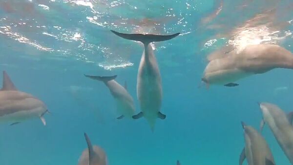 Подводное плавание среди дельфинов