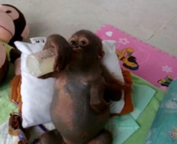 В детской у орангутанга