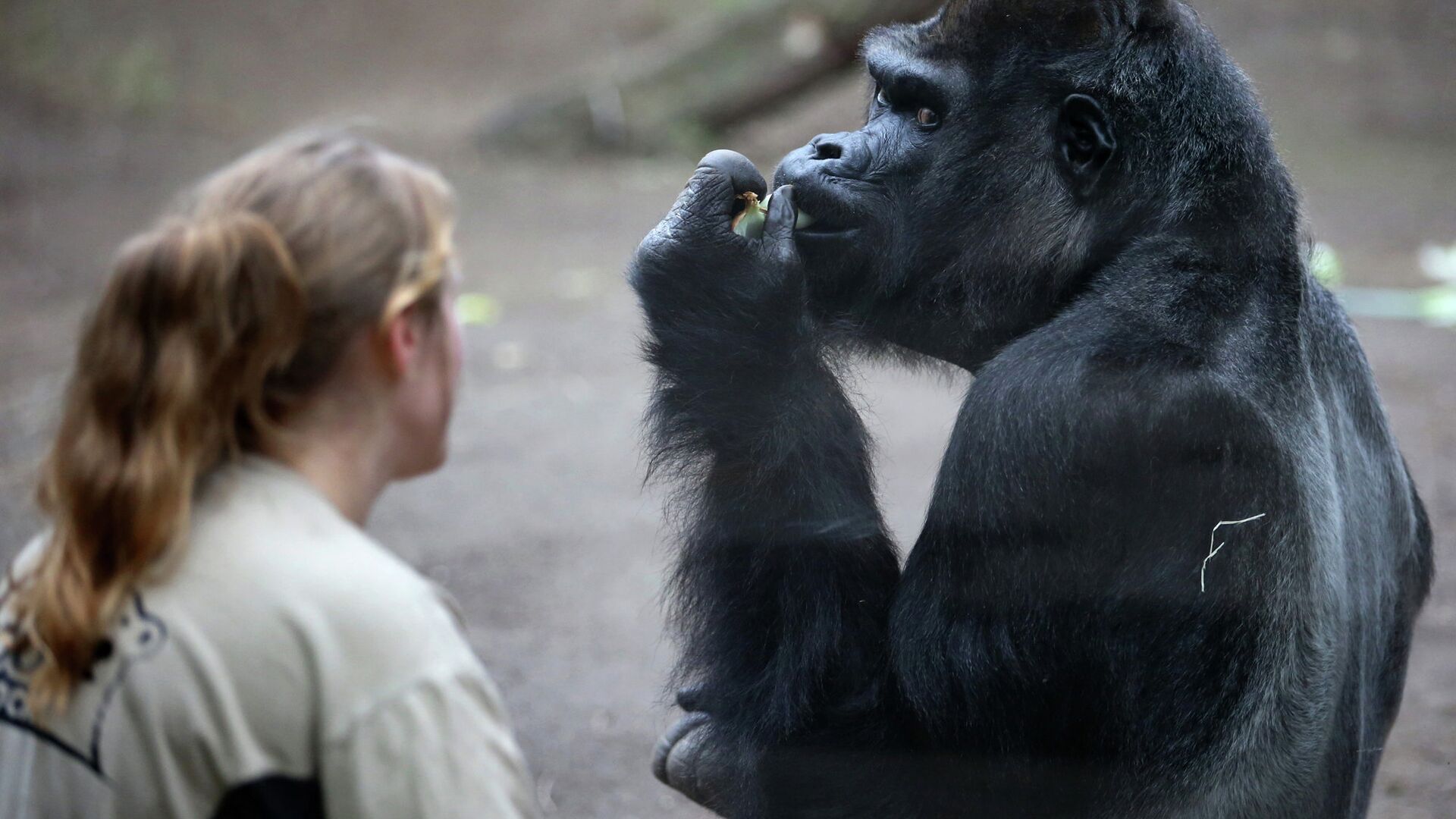 Почему маша общается с животными. Человек примат. Разговоры животных. Животные общаются. Московский зоопарк обезьянник.