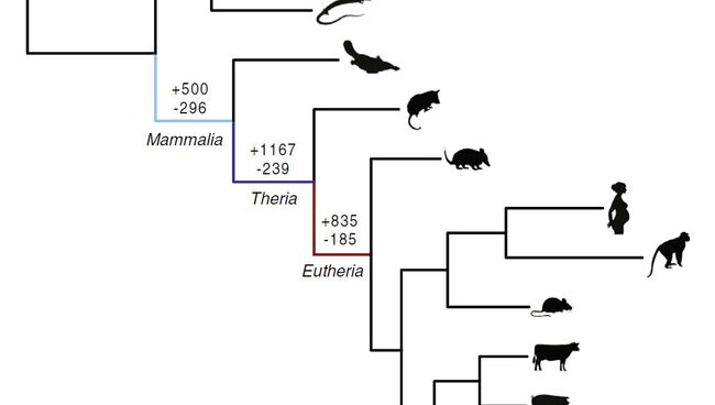 Древо эволюции млекопитающих и их способности к внутриутробному развитию Древо эволюции млекопитающих и их способности к внутриутробному развитию