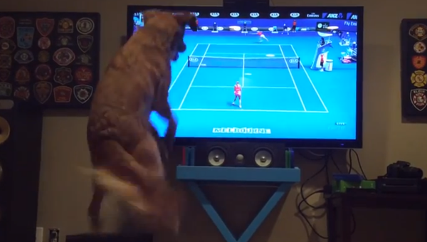 Пес радостно смотрит  чемпионат по теннису