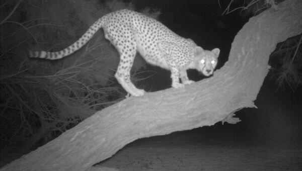 Фотография чрезвычайно редкого сахарского гепарда, полученная учеными в Алжире