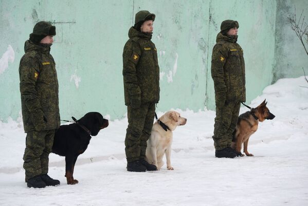 Курсанты со служебными собаками на занятиях по подготовке военных кинологов в учебном центре Западного военного округа