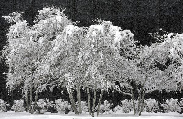 Деревья во время снегопада в Чикаго.