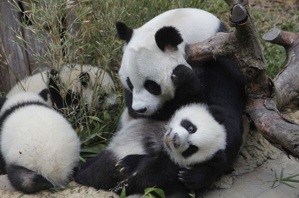 Семейство панд в Сафари-парке Чимелонг