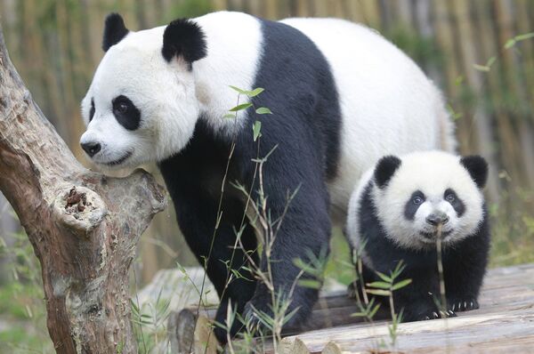 Семейство панд в Сафари-парке Чимелонг