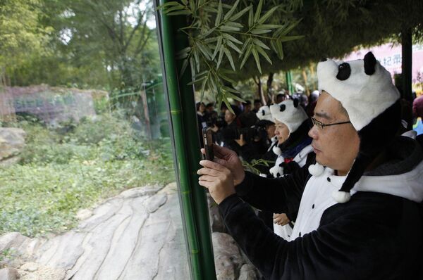 Посетители вольера с гигантскими пандами в Сафари-парке Чимелонг
