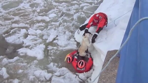 Американец проплыл 200 метров в ледяной воде ради спасения собаки