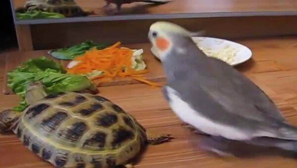 Весь на нервах: обед попугая и черепахи