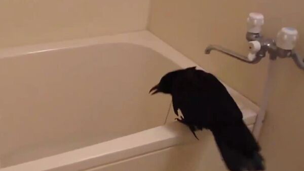 Ворон принимает ванну