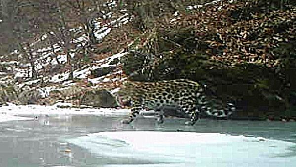 Повзрослевший котенок дальневосточного леопарда, снятый фотоловушкой